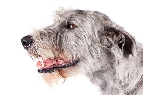 Irish Wolfhound Dog Breed Information American Kennel Club