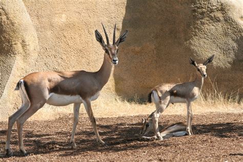 Dorcas Gazelle's | Gazella dorcas osiris Description A relat… | Flickr