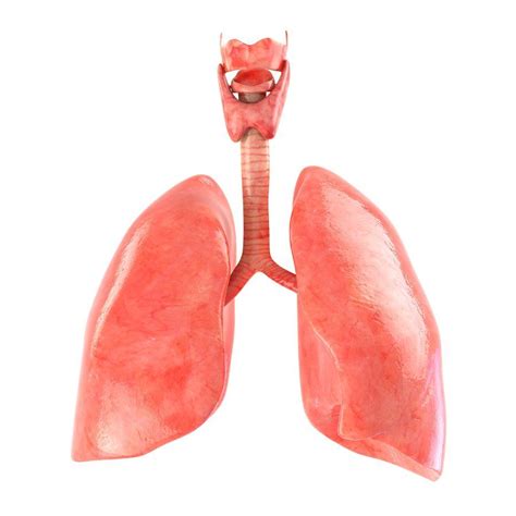 Lungs Animated Lunges Animation Human Lungs
