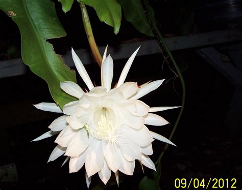 Jean The Plant Lady Night Blooming Cereus