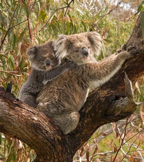 Waarom Jonge Koalas De Poep Van Hun Moeder Eten Natuurwijzer