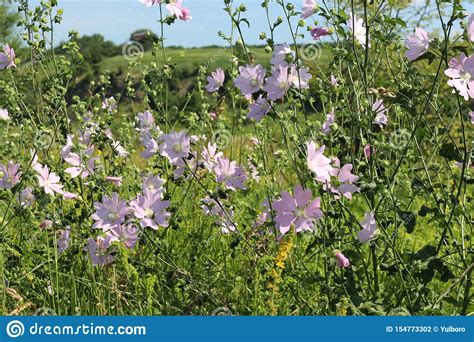 Pale Pink Wild Mallow Blooms In A Meadow In Summer Stock Photo Image