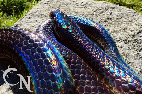 Magical Rainbow Snake All Reptiles Morphmarket Reptile Community