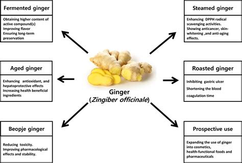 Processed Gingers Current And Prospective Use In Food Cosmetic And