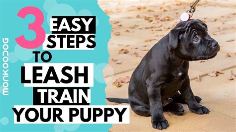 How To Leash Train Your Puppy Or Dog Monkoodog Youtube