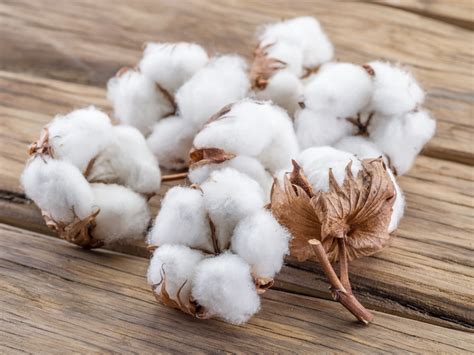 What Is Cotton A Complete Guide To The History Characteristics And