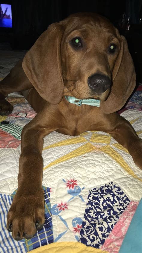 Redbone Coonhound Puppy 4 Months Annabelle Rose ️ Coonhound