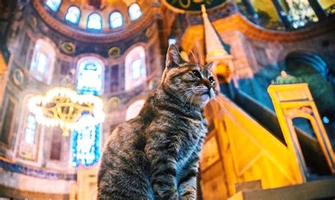 This Cat Has Lived In Istanbul S Hagia Sophia For Years