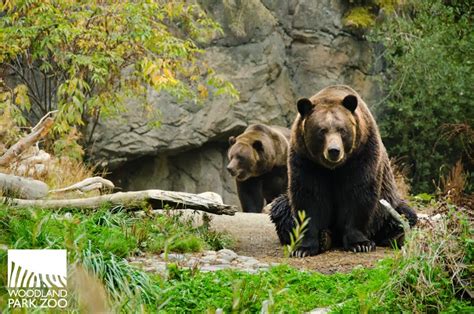 Woodland Park Zoo Blog Grizzly Brothers Turn 20