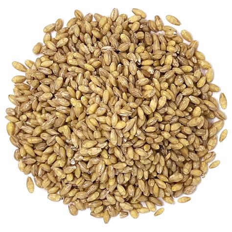 Organic Hulled Barley 20 Pounds Non Gmo Kosher Raw Bulk Grain