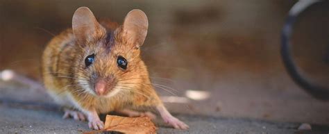 Welchen Nutzen Haben Mäuse Trend Nachrichten