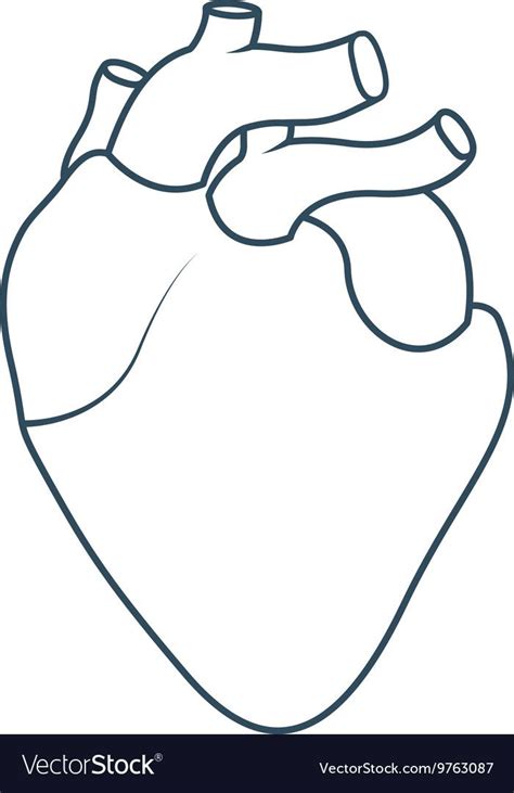 Human Heart Anatomy Isolated Icon Design Vector Image On Vectorstock In