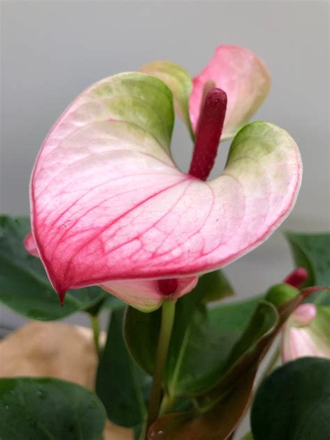 An Ultimate Guide To Flamingo Flowers Anthuriums