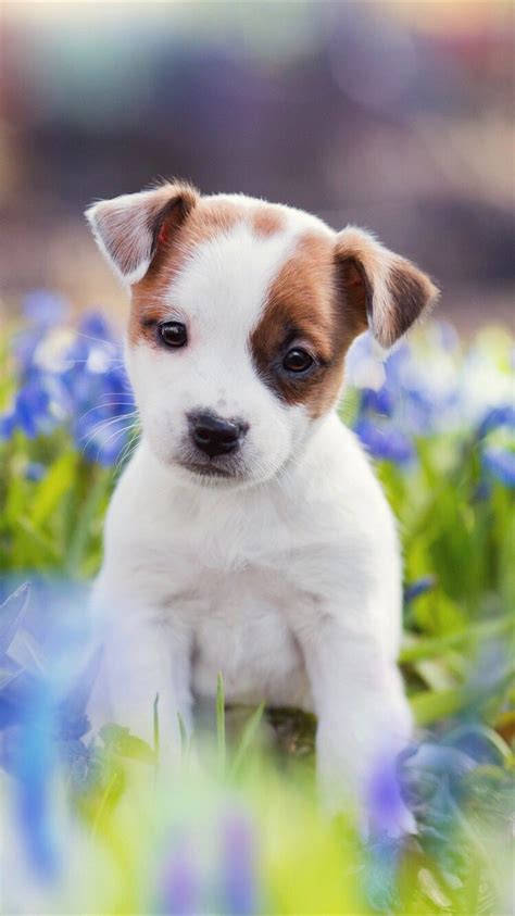 Aesthetic Puppies Wallpapers Wallpaper Cave