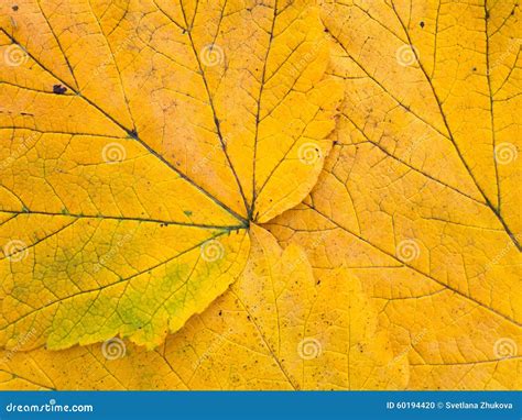 Bright Yellow Autumn Leaves Closeup Stock Photo Image Of Yellow