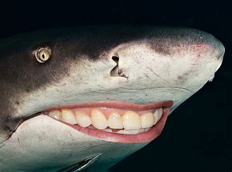 Can You Guess The Celeb Smile From Guess The Celeb Shark Smiles E News