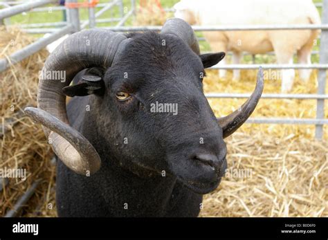 Ram With Curly Horns Stock Photo Alamy