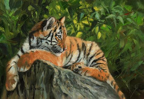 Young Tiger Resting On Rock Painting By David Stribbling Fine Art America