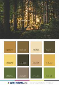 Forest, Woodland, Nature, Color, Palette