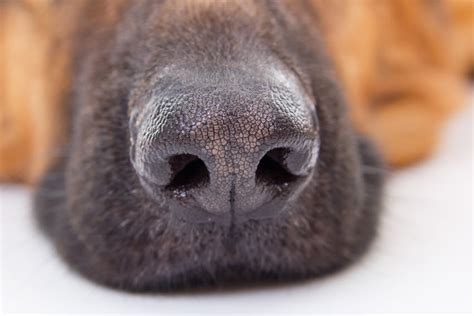 Is It Normal For A Dogs Nose To Drip