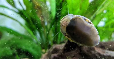 Species Profile Nerite Snails AquaHome
