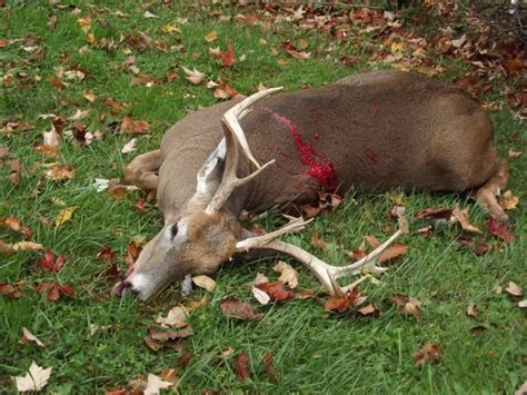 Pa Bow Buck Big Deer
