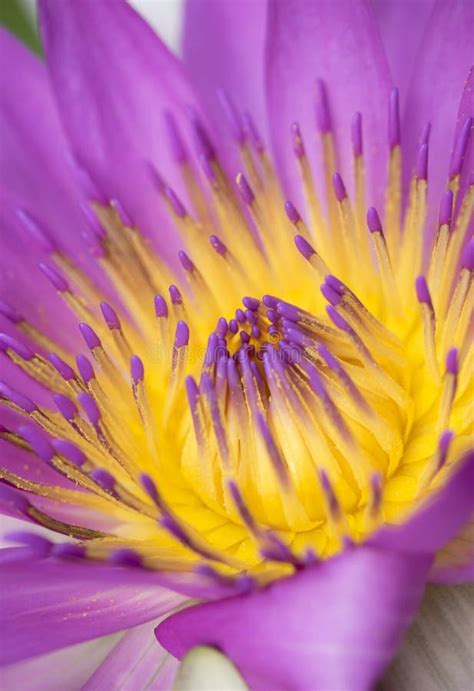 Close Up Of Beautiful Yellow Pollen Of Single Purple Lotus Flower Stock