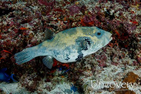 Blue Spotted Puffer Arothron Caeruleopunctatus Uncovery