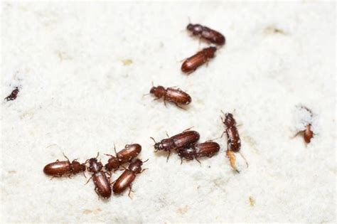Tiny Brown Flying Bugs In House Australia