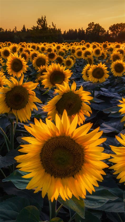 Prettiest Sunflower Fields Wallpaper For 1080x1920