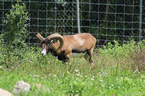 Mouflon Zoochat