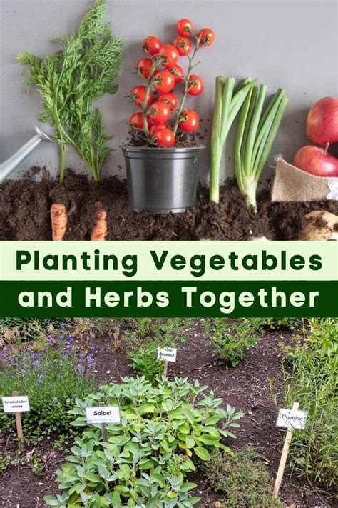 Companion Gardening By Planting Herbs And Vegetables Together Plants