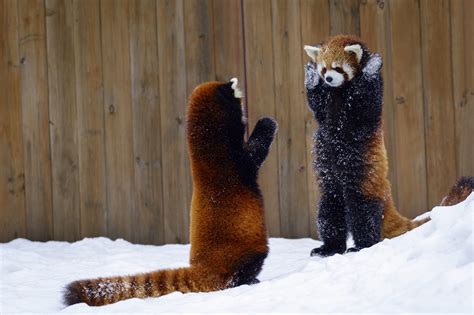 Red Pandas Playing In The Snow