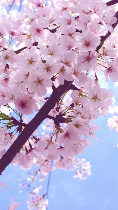 Beautiful Spring Wallpapers For Iphone Pixelstalknet Cherry Blossom