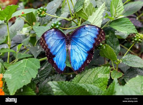 The Blue Morpho Morpho Peleides Limpida Butterflies In Captivity In