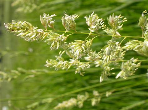 Reed Canary Grass Yukon Invasive Species Guide · Inaturalist