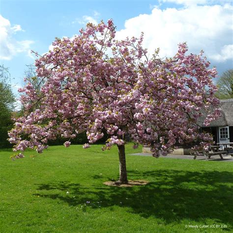 Prunus Pink Perfection Flowering Cherry 200 250cm Bunkers Hill Plant Nursery