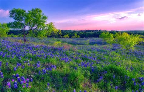 Wallpaper Field Flowers Spring Meadow Images For Desktop Section