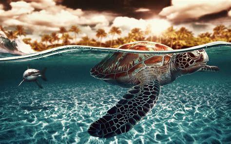 Awesome Turtle High Definition Wallpaper Turtle Wallpaper Sea Turtle Wallpaper Turtle