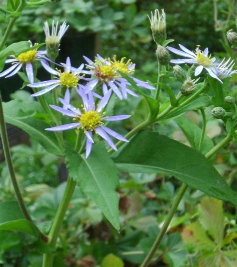 Large Leaf Aster Eurybia Macrophylla In The Asters Database