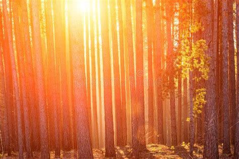 Sunbeams Illuminating The Trunks Of Pine Trees At Sunrise In An Autumn