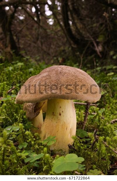 Poisonous Mushroom Boletus Venenatus Habitat Stock Photo Edit Now