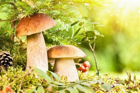 Toxic Fungi May Help Scientists Combat Deadly Diseases