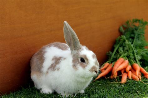 Poisonous And Non Toxic Plant List For Rabbits Firstvet