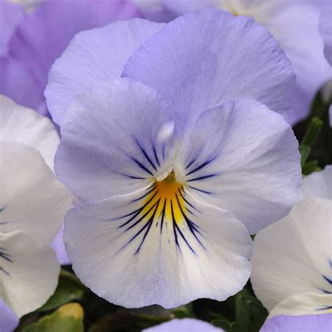 Pansy Flower Garden Seeds Cool Wave Series Frost 100 Seeds