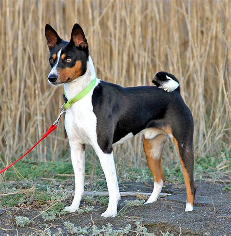 An anxious dog can be very destructive. Basenji Facts, Pictures, Price and Training - Dog Breeds