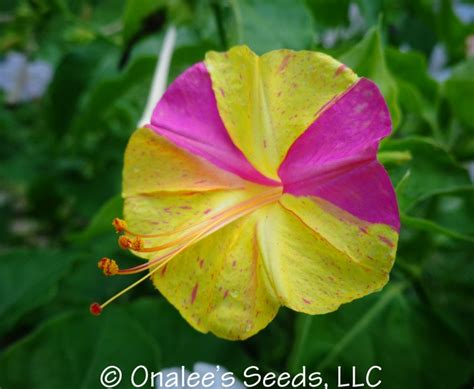 Four o'clock flowers only open in the afternoon, around 4:00. KALEIDOSCOPE (Broken Colours) Four O'Clock / Marvel of ...