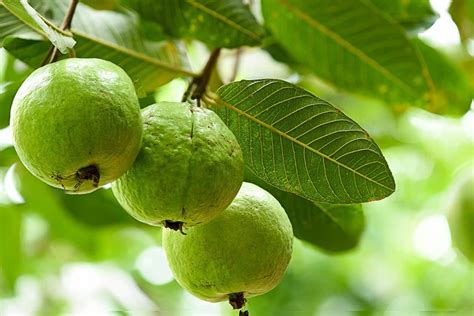 What Does Guava Taste Like Definitive Guide Medmunch