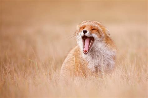 Funny Fox Series Smiling Fox Photograph By Roeselien Raimond Fine