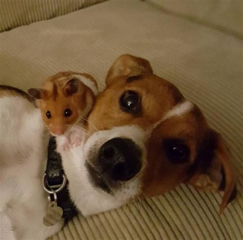 Dog And Baby Best Friends Welcome Hamster Into Their Group